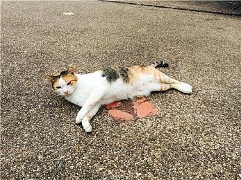 揭秘全新异域装备，一睹《命运2：光陨之秋》 的风采